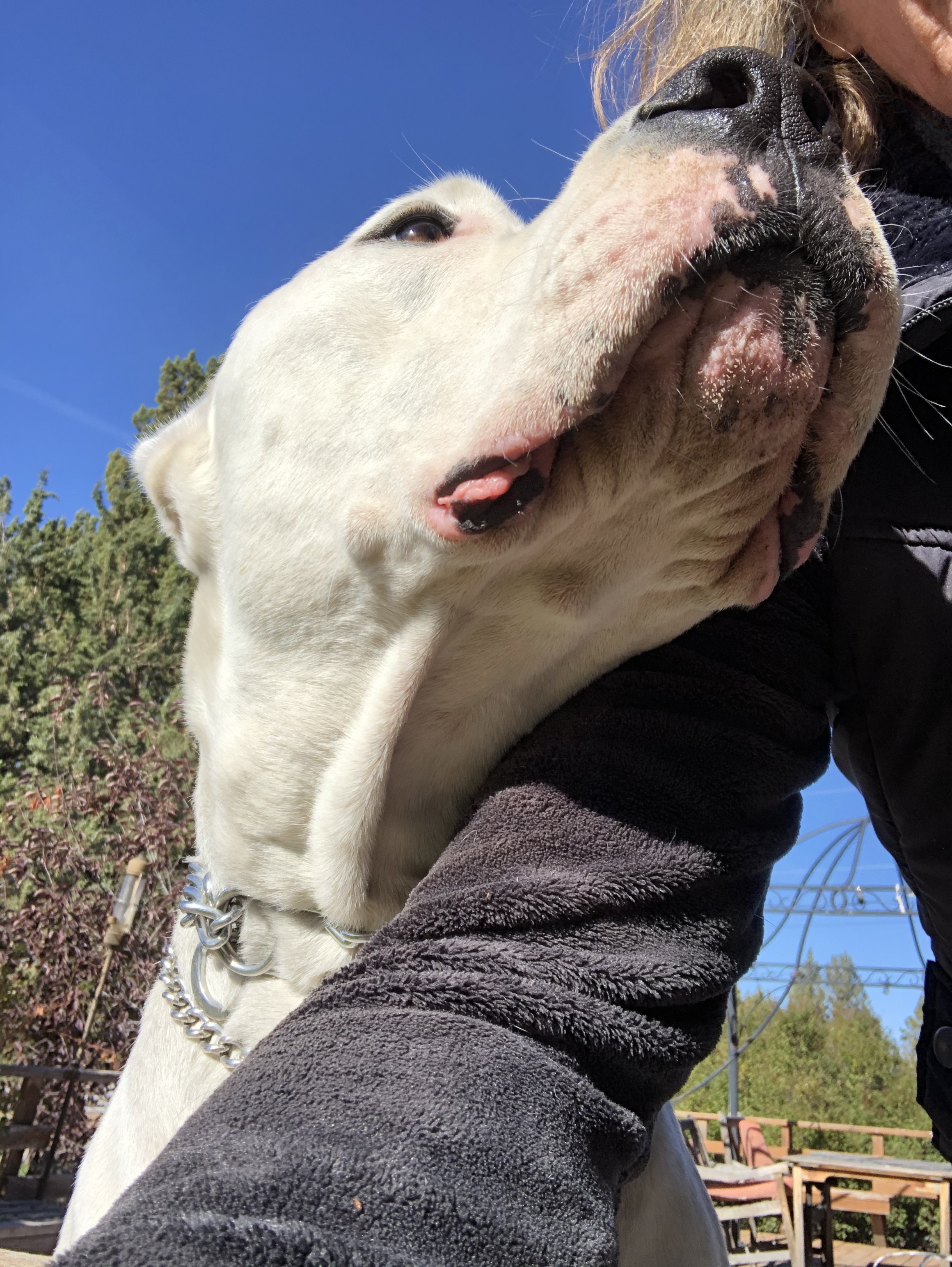 Prince, an adoptable Dogo Argentino in Redmond, OR, 97756 | Photo Image 2