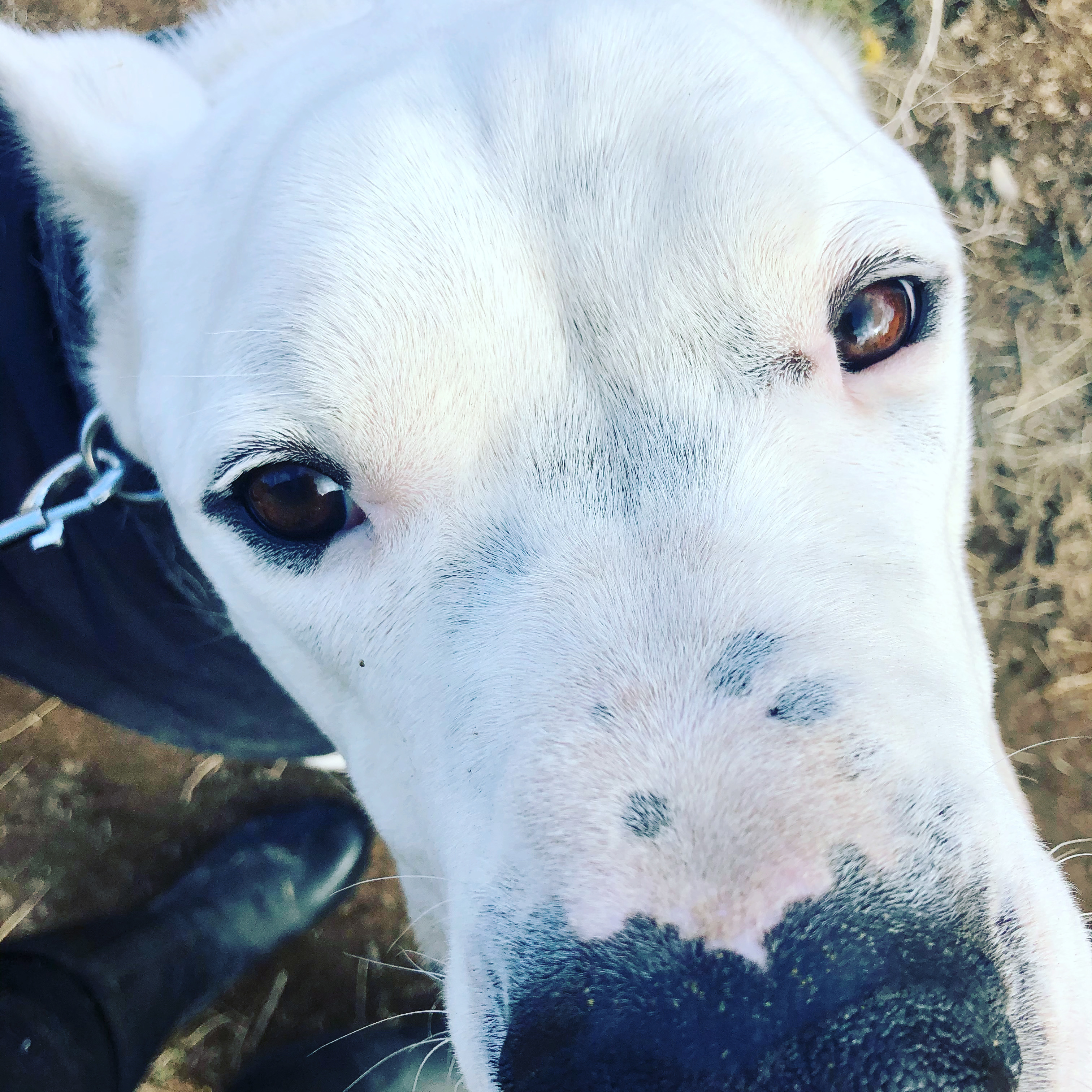 Prince, an adoptable Dogo Argentino in Redmond, OR, 97756 | Photo Image 4