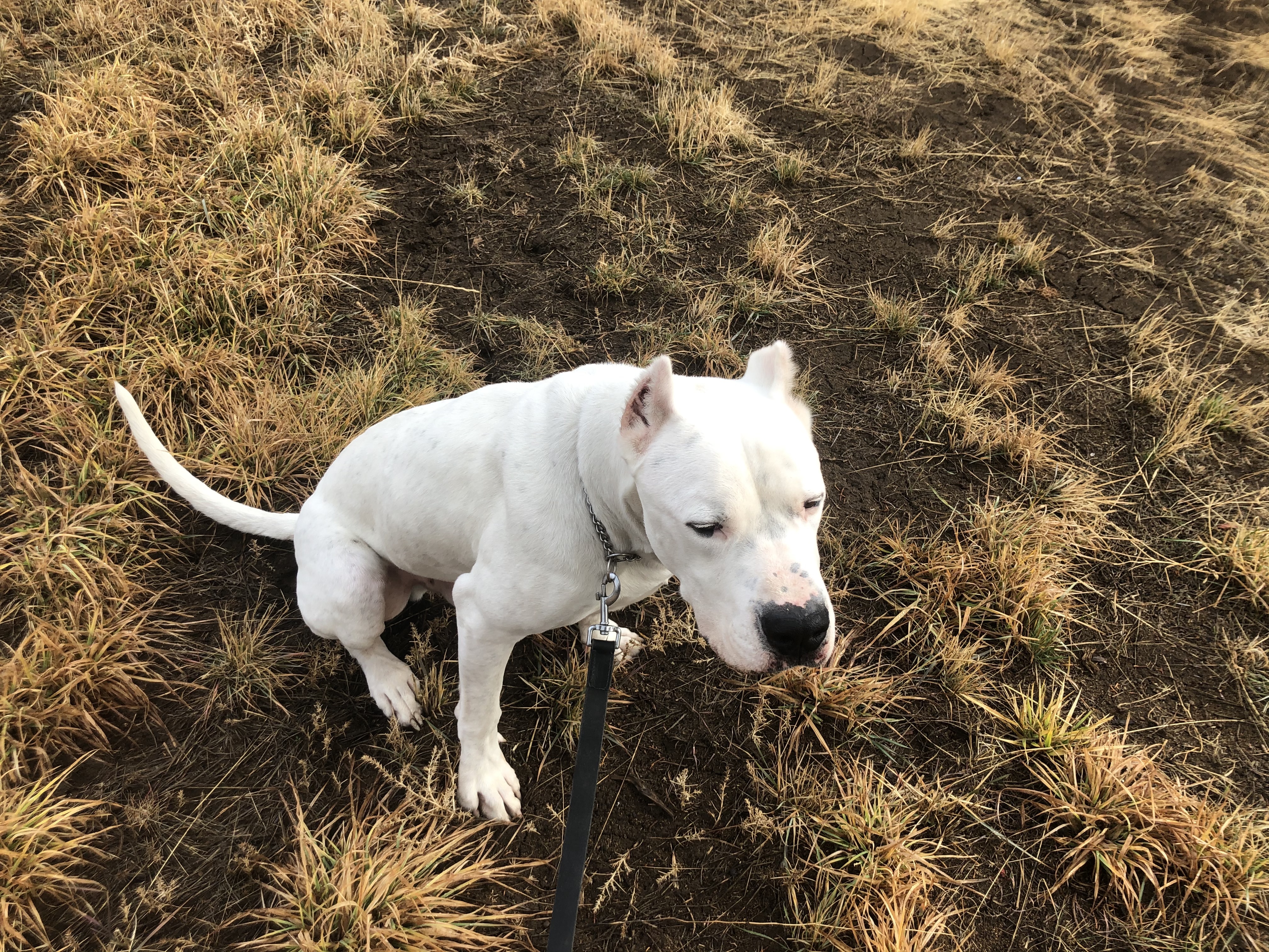 Prince, an adoptable Dogo Argentino in Redmond, OR, 97756 | Photo Image 5