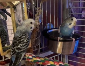 Birds For Adoption Near 07731 Nj Petfinder