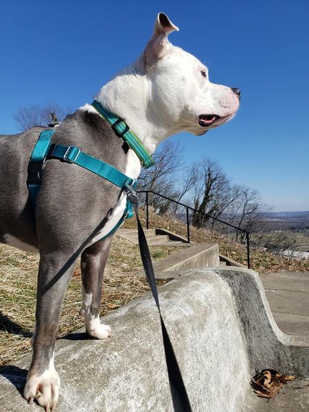 Zoey, an adoptable Pit Bull Terrier in Cincinnati, OH, 45227 | Photo Image 2