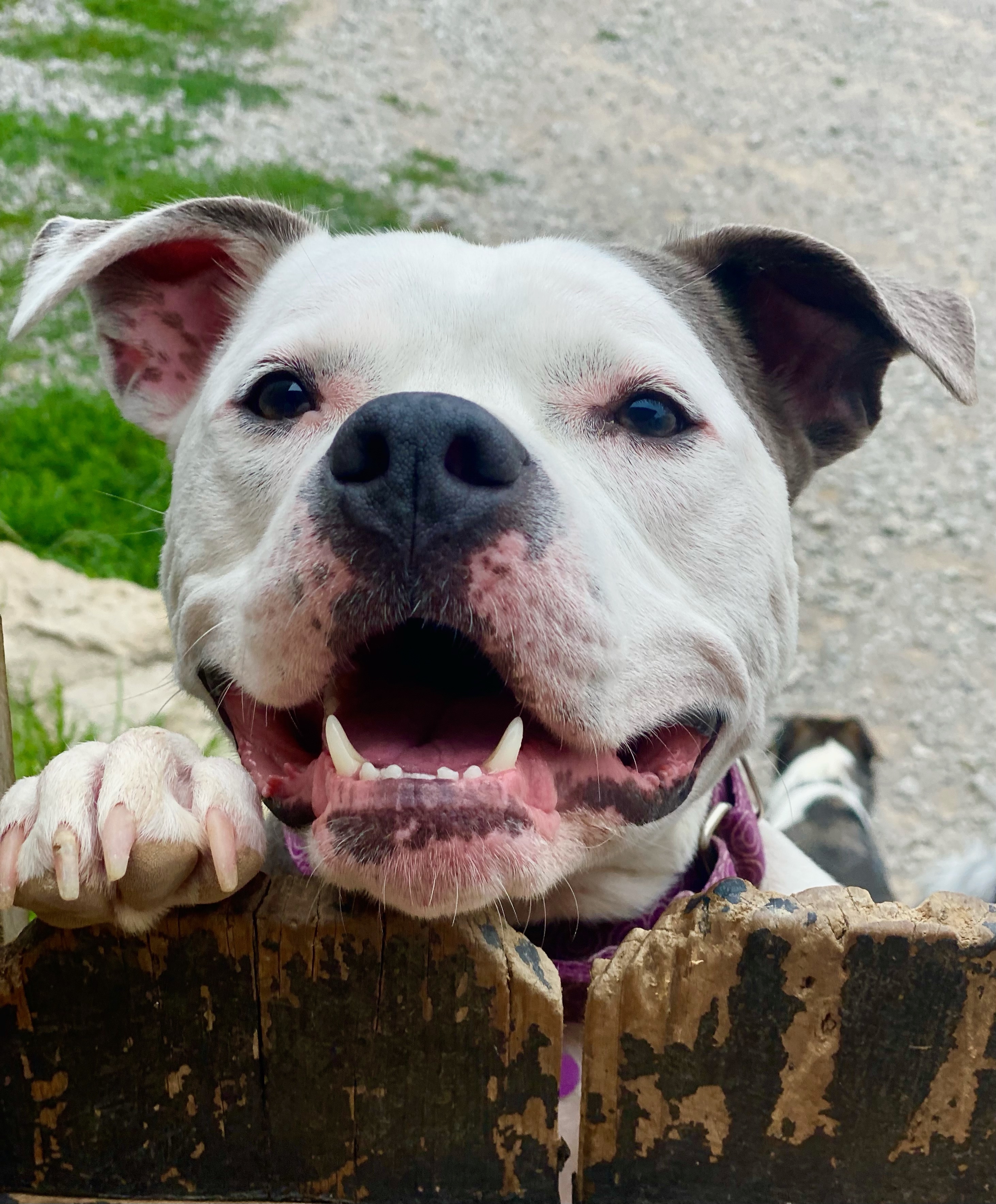 Zoey, an adoptable Pit Bull Terrier in Cincinnati, OH, 45227 | Photo Image 3