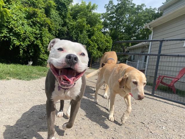 Zoey, an adoptable Pit Bull Terrier in Cincinnati, OH, 45227 | Photo Image 4