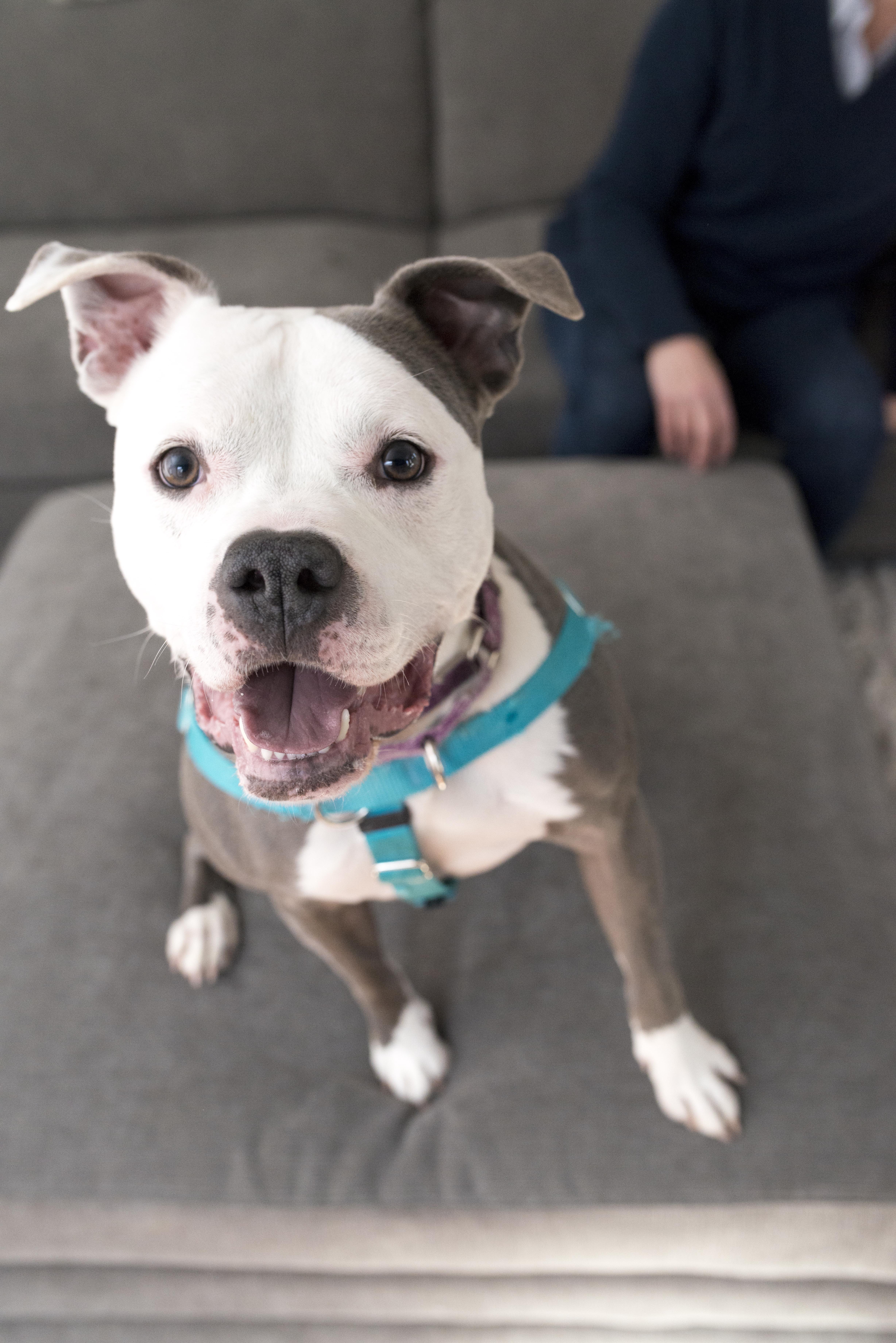Zoey, an adoptable Pit Bull Terrier in Cincinnati, OH, 45227 | Photo Image 5