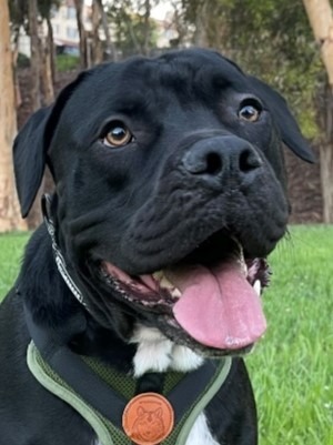 Flash Gordon - Adopt Me!, an adoptable American Staffordshire Terrier in Lake Forest, CA, 92630 | Photo Image 1