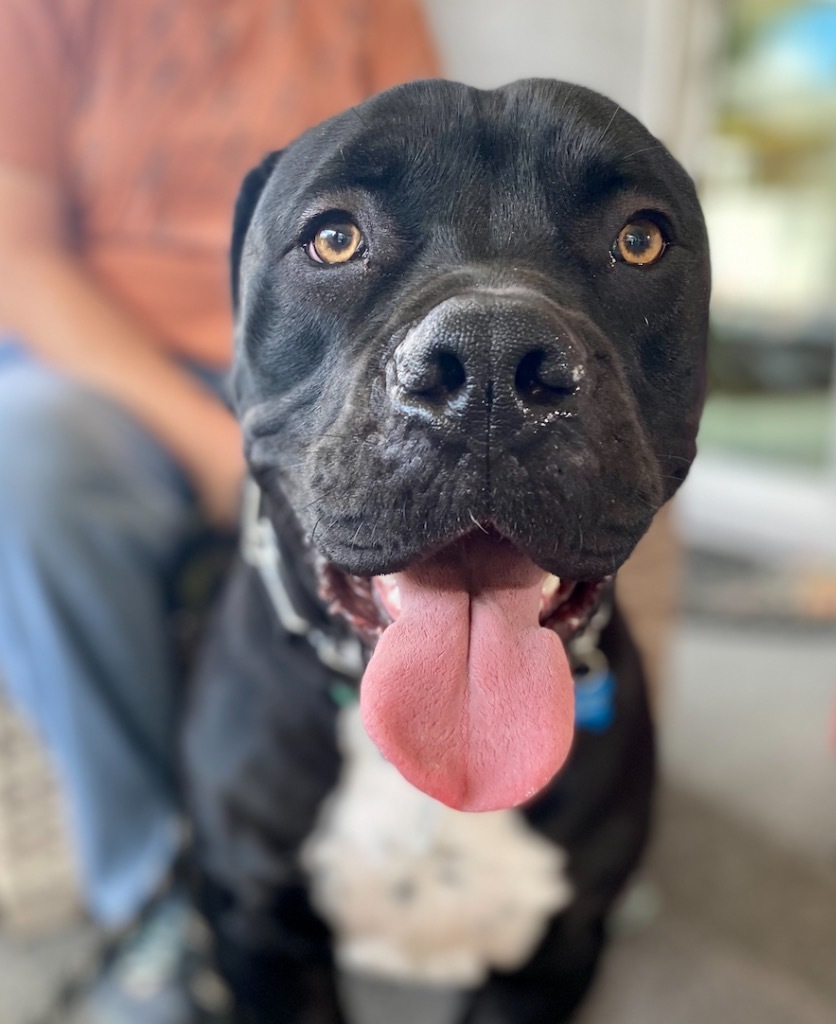 Flash Gordon - Adopt Me!, an adoptable American Staffordshire Terrier in Lake Forest, CA, 92630 | Photo Image 2