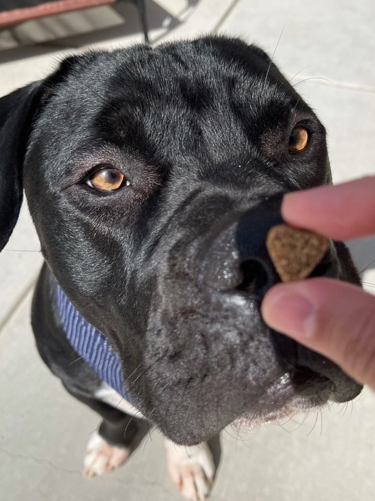 Flash Gordon - Adopt Me!, an adoptable American Staffordshire Terrier in Lake Forest, CA, 92630 | Photo Image 3