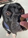 Flash Gordon - Adopt Me! photo 3