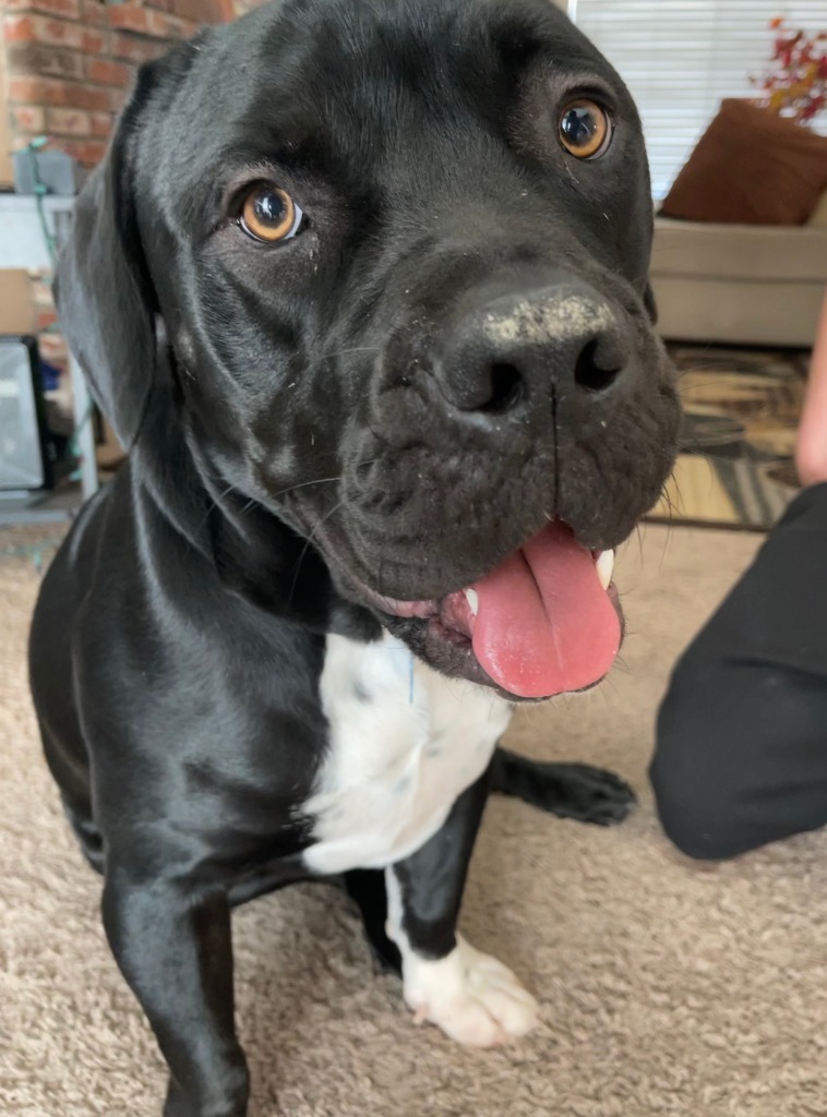 Flash Gordon - Adopt Me!, an adoptable American Staffordshire Terrier in Lake Forest, CA, 92630 | Photo Image 4