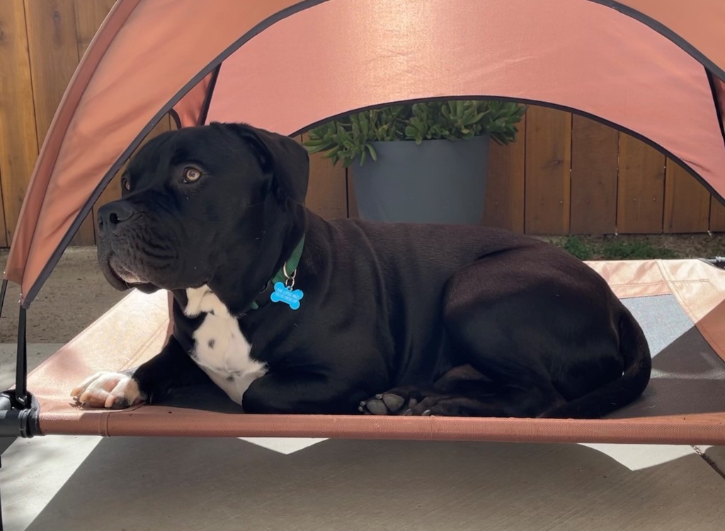 Flash Gordon - Adopt Me!, an adoptable American Staffordshire Terrier in Lake Forest, CA, 92630 | Photo Image 5