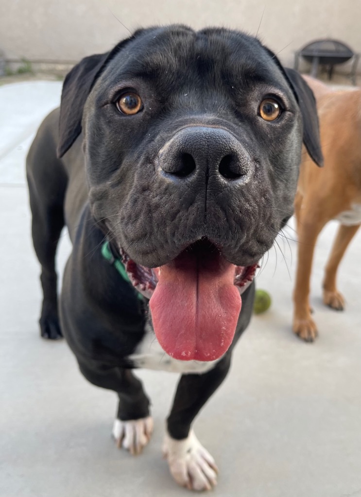 Flash Gordon - Adopt Me!, an adoptable American Staffordshire Terrier in Lake Forest, CA, 92630 | Photo Image 6