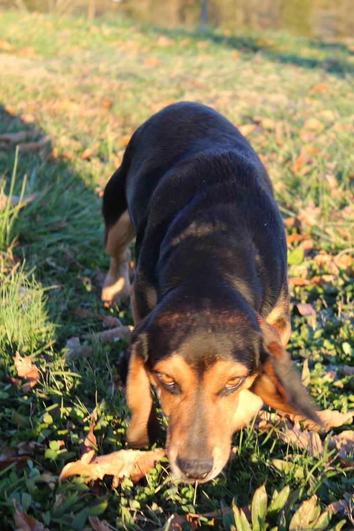 Joker PENDING, an adopted Basset Hound & Beagle Mix in Chester, SC_image-3