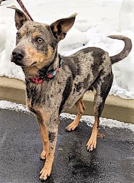 ADOPTED!   Rocky Road (Downers Grove), an adopted Catahoula Leopard Dog in Downers Grove, IL_image-1