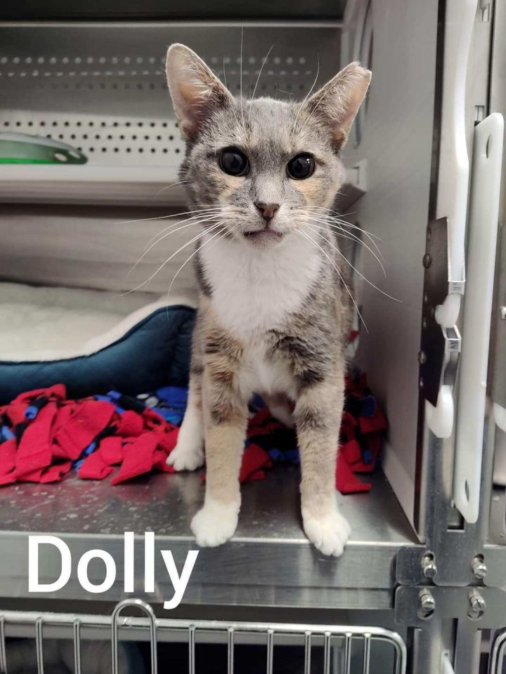 Dolly, an adopted Dilute Calico Mix in Howell, MI_image-1