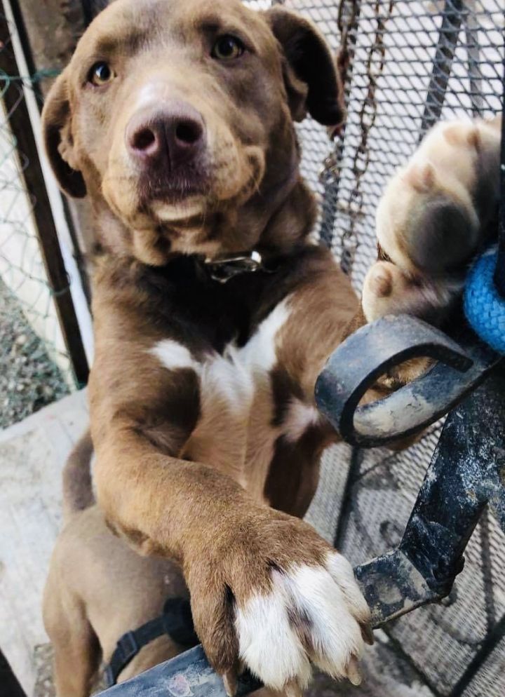 Ray, an adopted Chocolate Labrador Retriever Mix in Malibu, CA_image-3