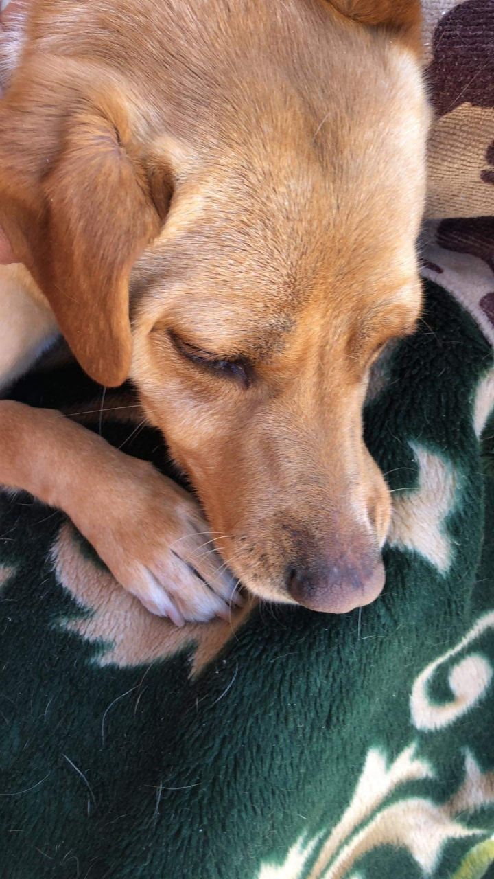 Charlie, an adopted Yellow Labrador Retriever Mix in Malibu, CA_image-2