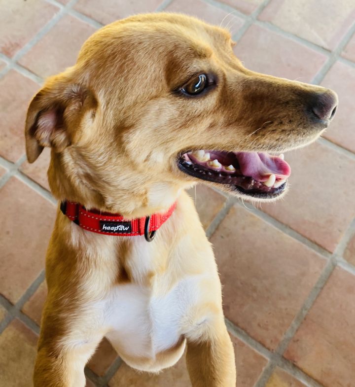 Charlie, an adopted Yellow Labrador Retriever Mix in Malibu, CA_image-4