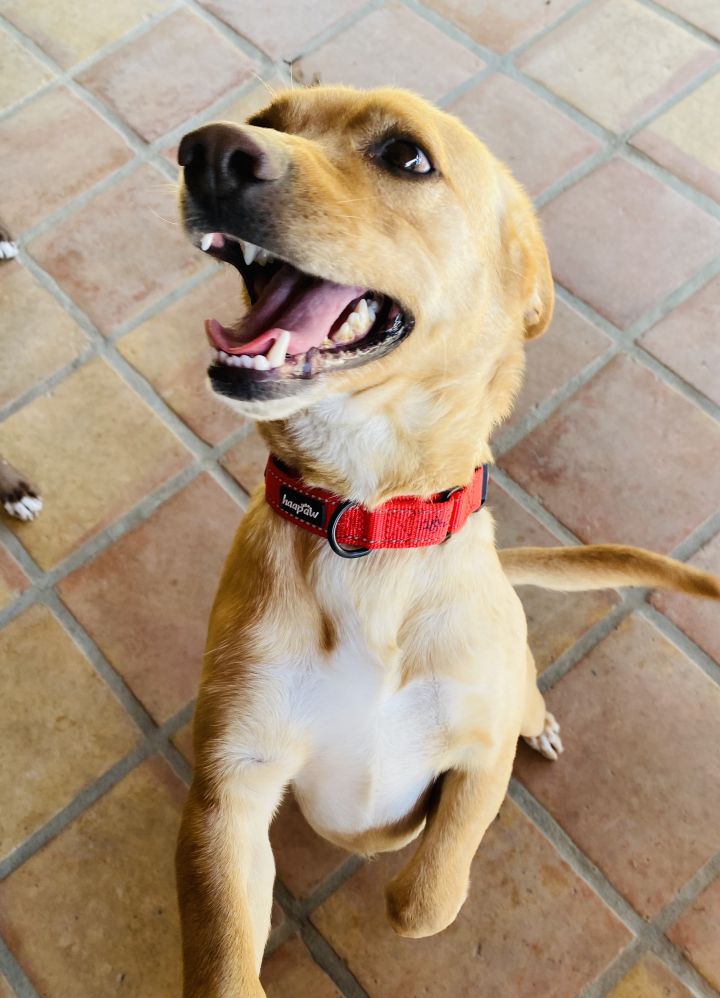 Charlie, an adopted Yellow Labrador Retriever Mix in Malibu, CA_image-5