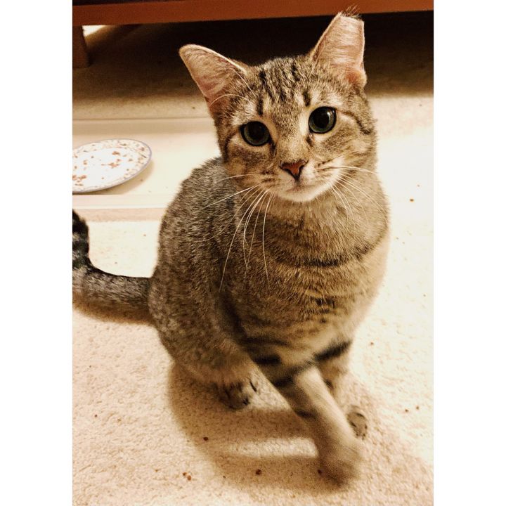Gracie, an adopted Tabby in Philadelphia, PA_image-1