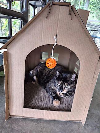 Cookie Dough, an adoptable Domestic Short Hair in Albemarle, NC, 28001 | Photo Image 1