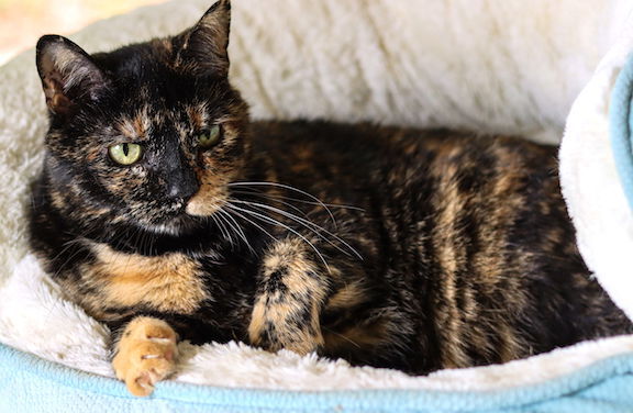 Cookie Dough, an adoptable Domestic Short Hair in Albemarle, NC, 28001 | Photo Image 2