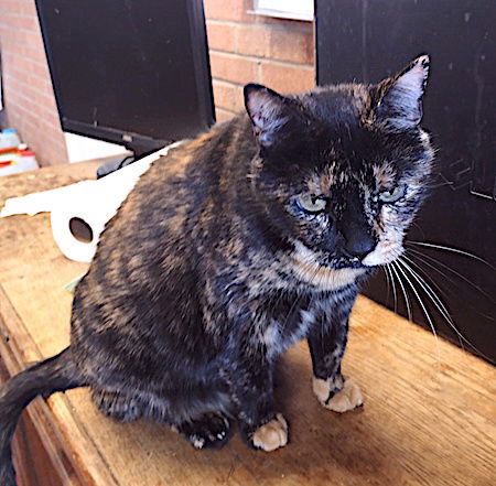 Cookie Dough, an adoptable Domestic Short Hair in Albemarle, NC, 28001 | Photo Image 3