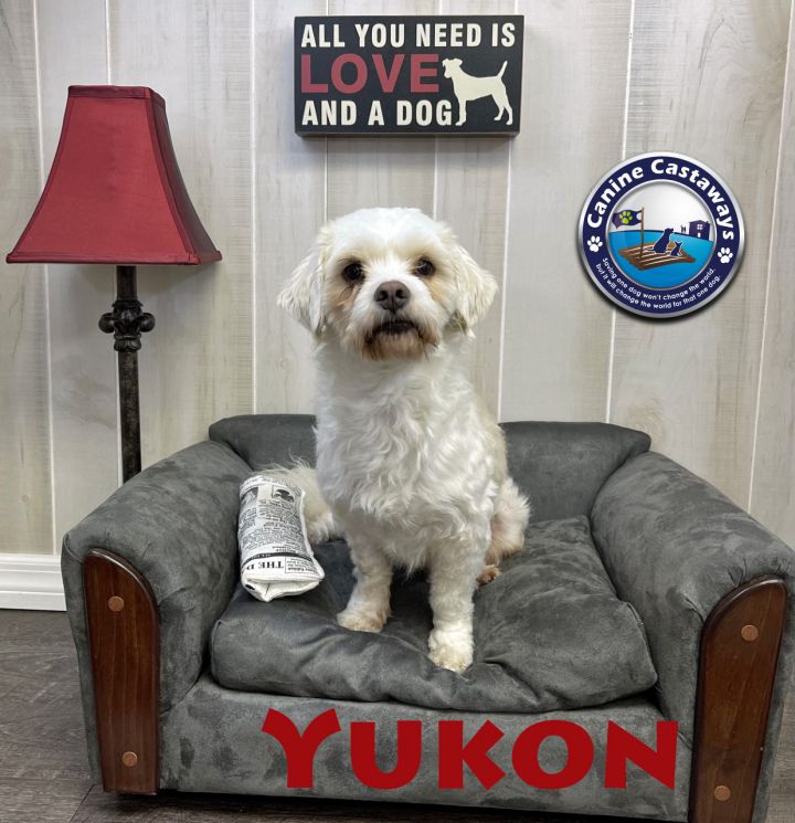 Dog For Adoption Yukon A Havanese Poodle Mix In Arcadia Fl Petfinder