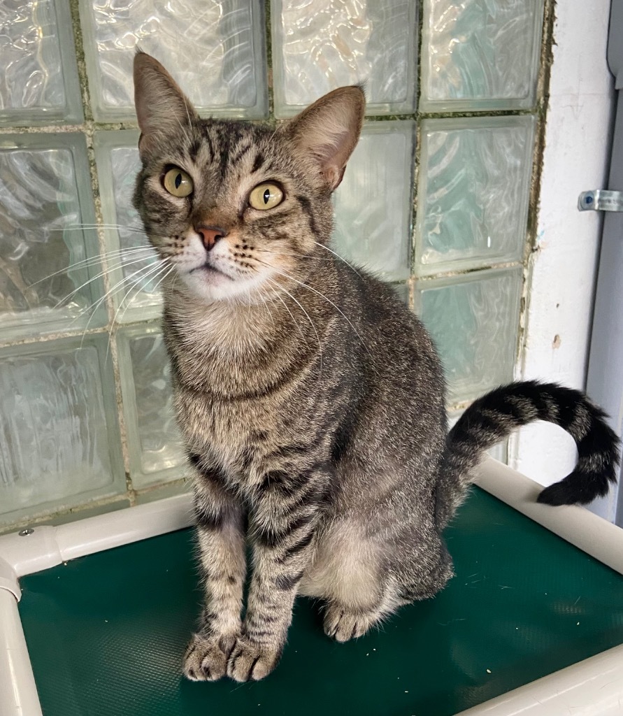 Mama Kitty, an adoptable Domestic Short Hair, Tabby in Fort Lauderdale, FL, 33304 | Photo Image 1