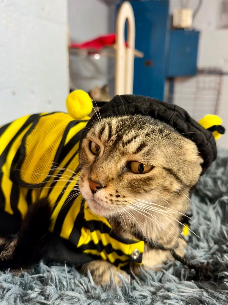 Mama Kitty, an adoptable Domestic Short Hair, Tabby in Fort Lauderdale, FL, 33304 | Photo Image 1