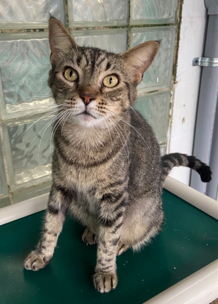 Mama Kitty, an adoptable Domestic Short Hair, Tabby in Fort Lauderdale, FL, 33304 | Photo Image 2