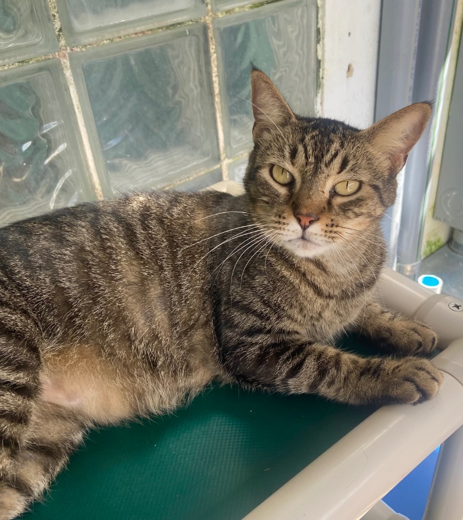 Mama Kitty, an adoptable Domestic Short Hair, Tabby in Fort Lauderdale, FL, 33304 | Photo Image 2