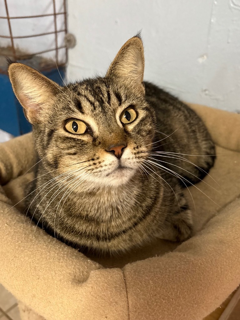 Mama Kitty, an adoptable Domestic Short Hair, Tabby in Fort Lauderdale, FL, 33304 | Photo Image 3