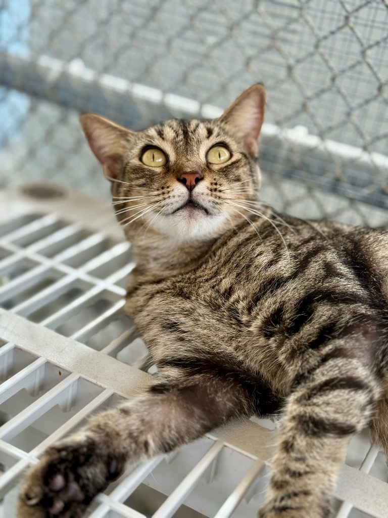 Mama Kitty, an adoptable Domestic Short Hair, Tabby in Fort Lauderdale, FL, 33304 | Photo Image 4
