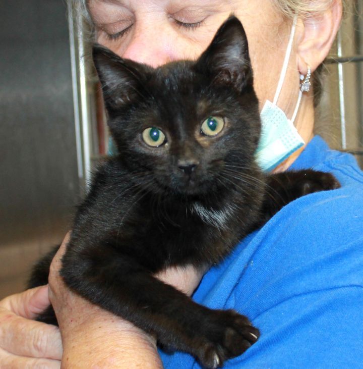 Hal, an adopted Domestic Short Hair in Shady Hills, FL_image-1