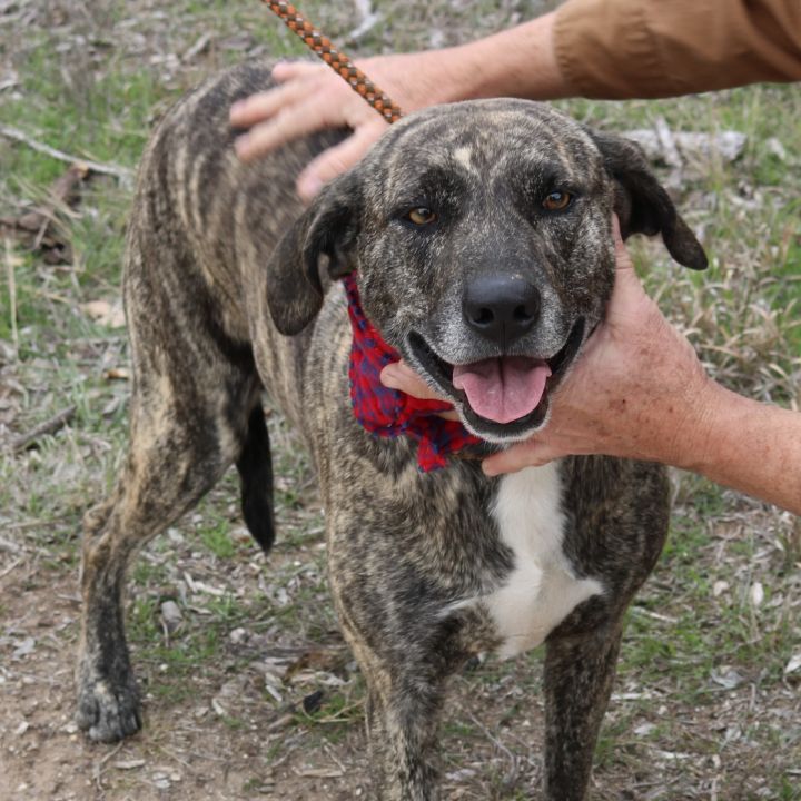 Dog for adoption - Bullet, a Plott Hound in Bandera, TX | Petfinder