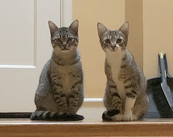 August and Jackson, an adopted Tabby & Domestic Short Hair Mix in Berkeley, CA_image-1