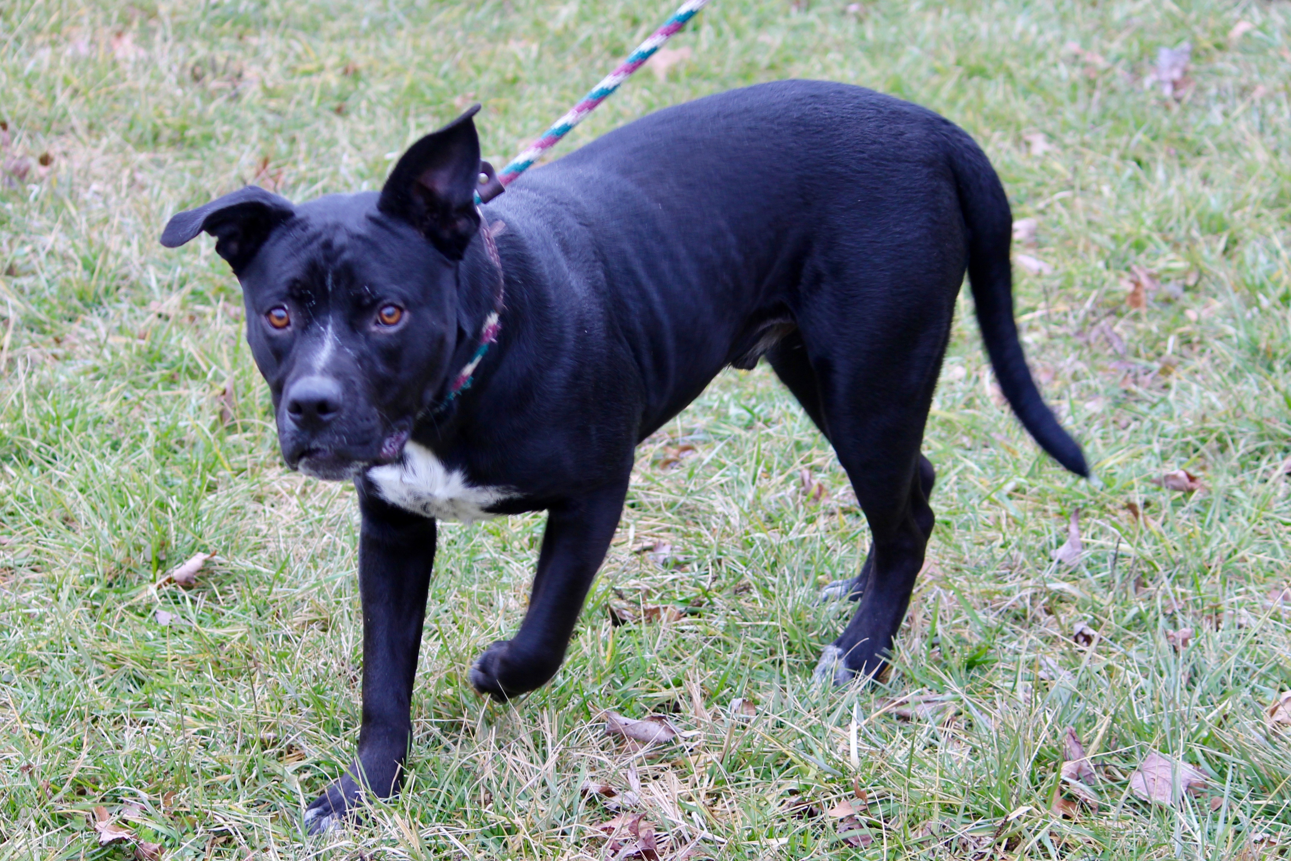 MIDNIGHT, an adoptable Terrier in Brazil, IN, 47834 | Photo Image 2