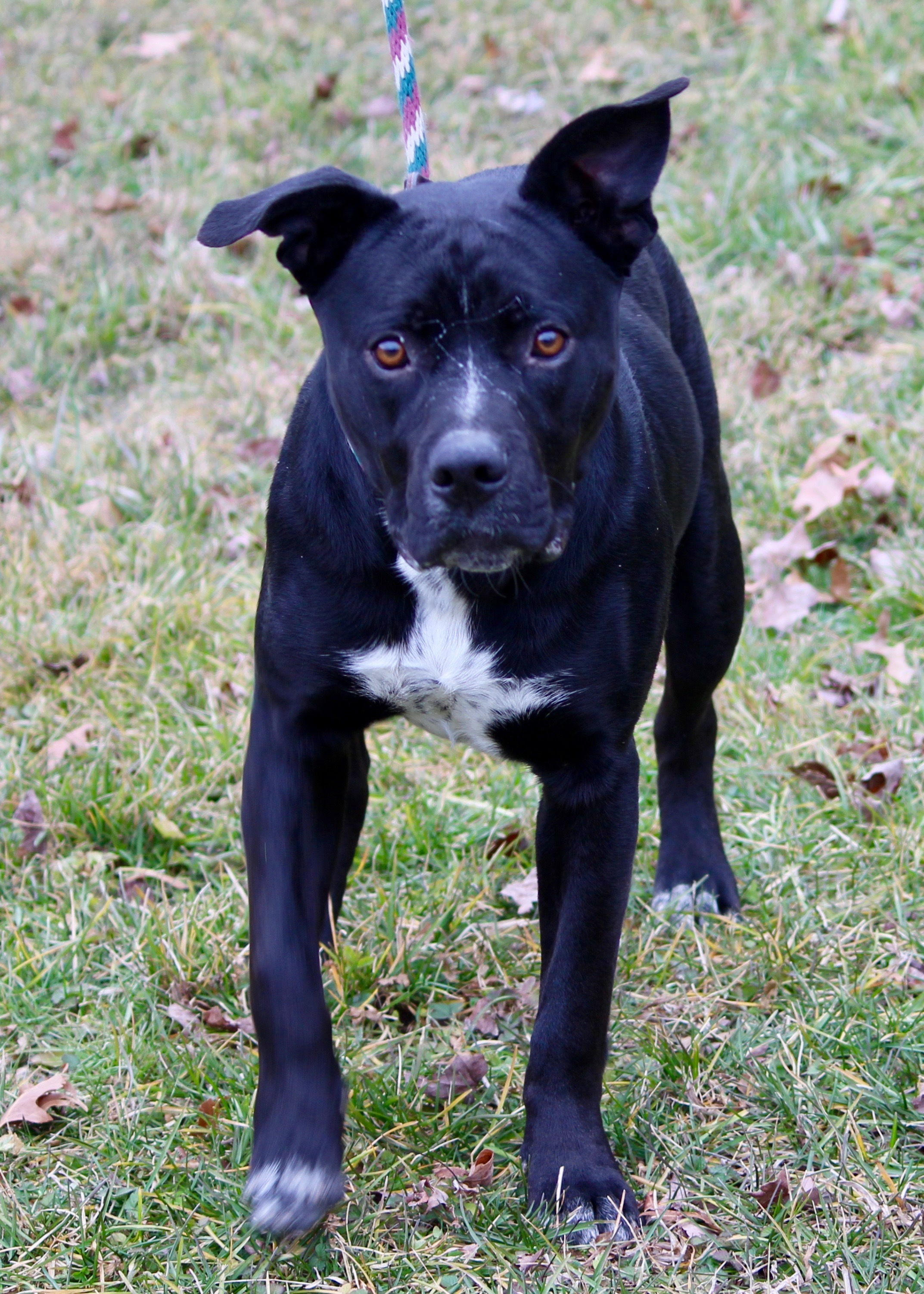 MIDNIGHT, an adoptable Terrier in Brazil, IN, 47834 | Photo Image 1