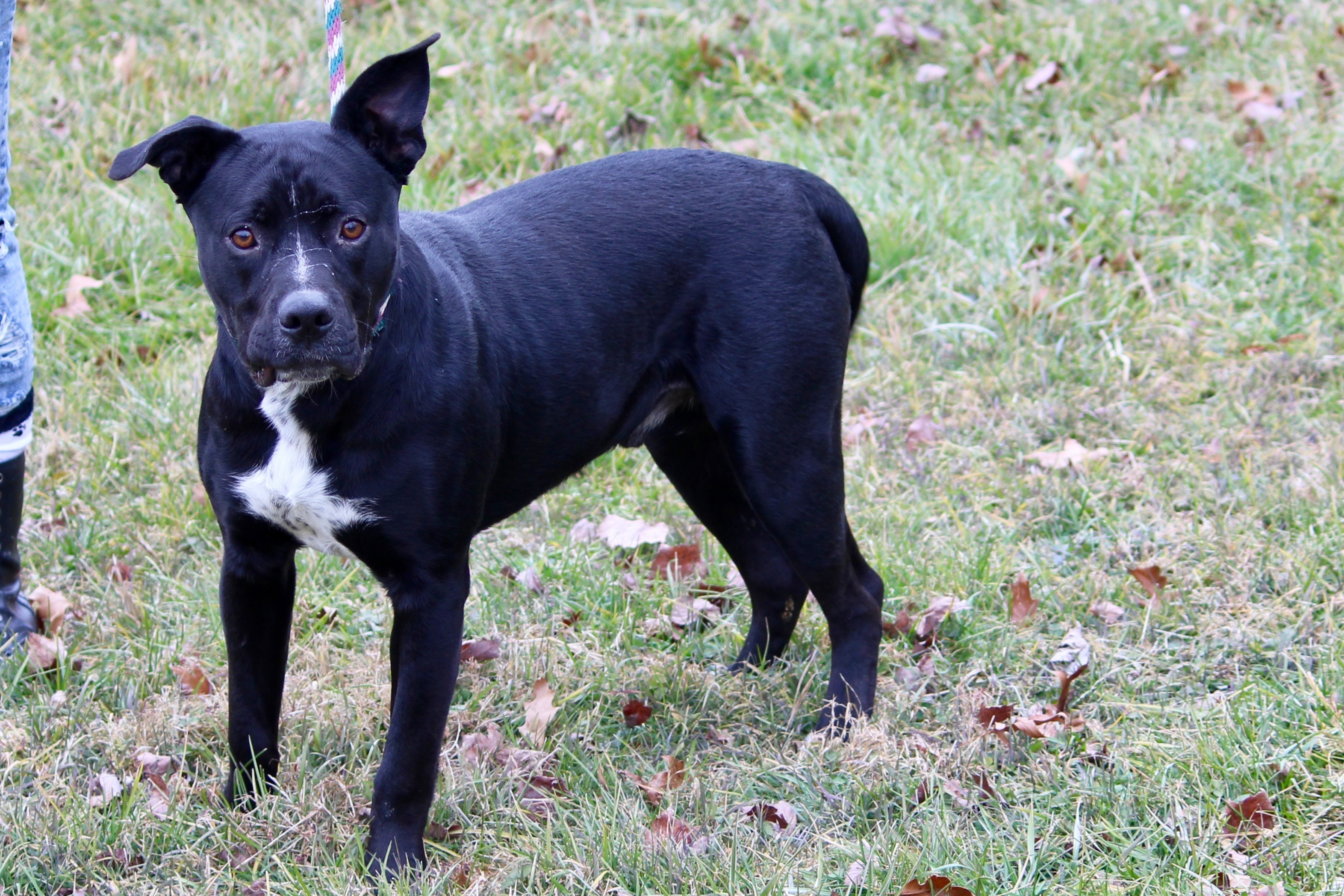 MIDNIGHT, an adoptable Terrier in Brazil, IN, 47834 | Photo Image 3