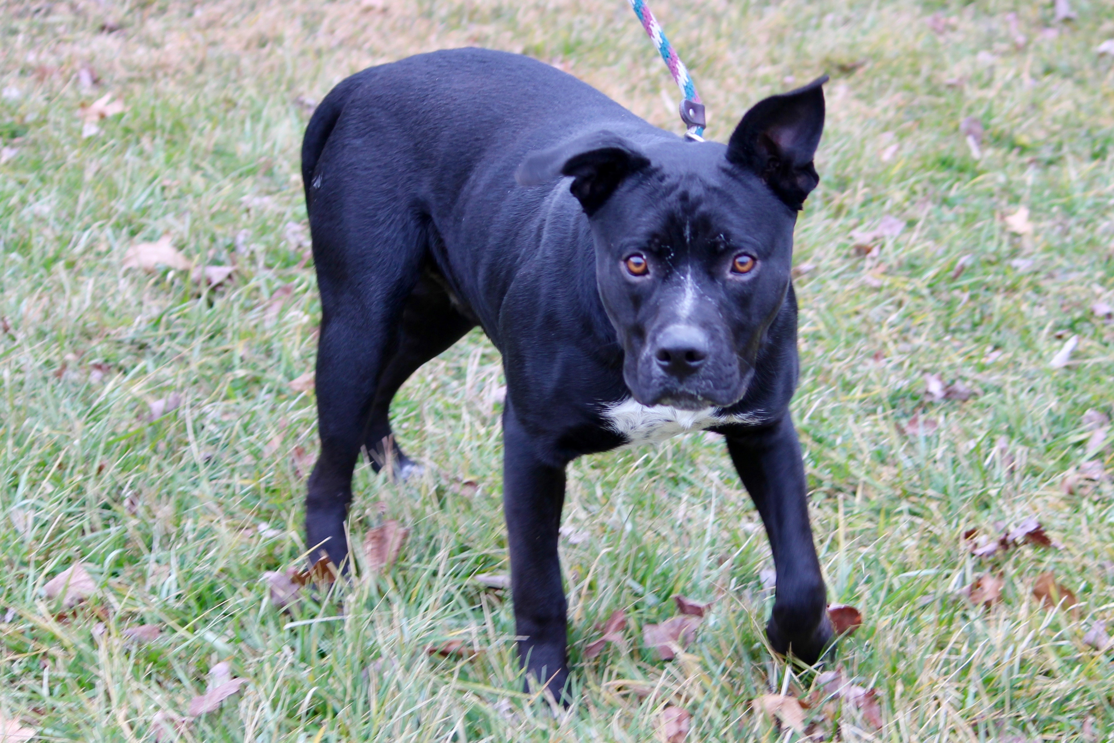 MIDNIGHT, an adoptable Terrier in Brazil, IN, 47834 | Photo Image 4