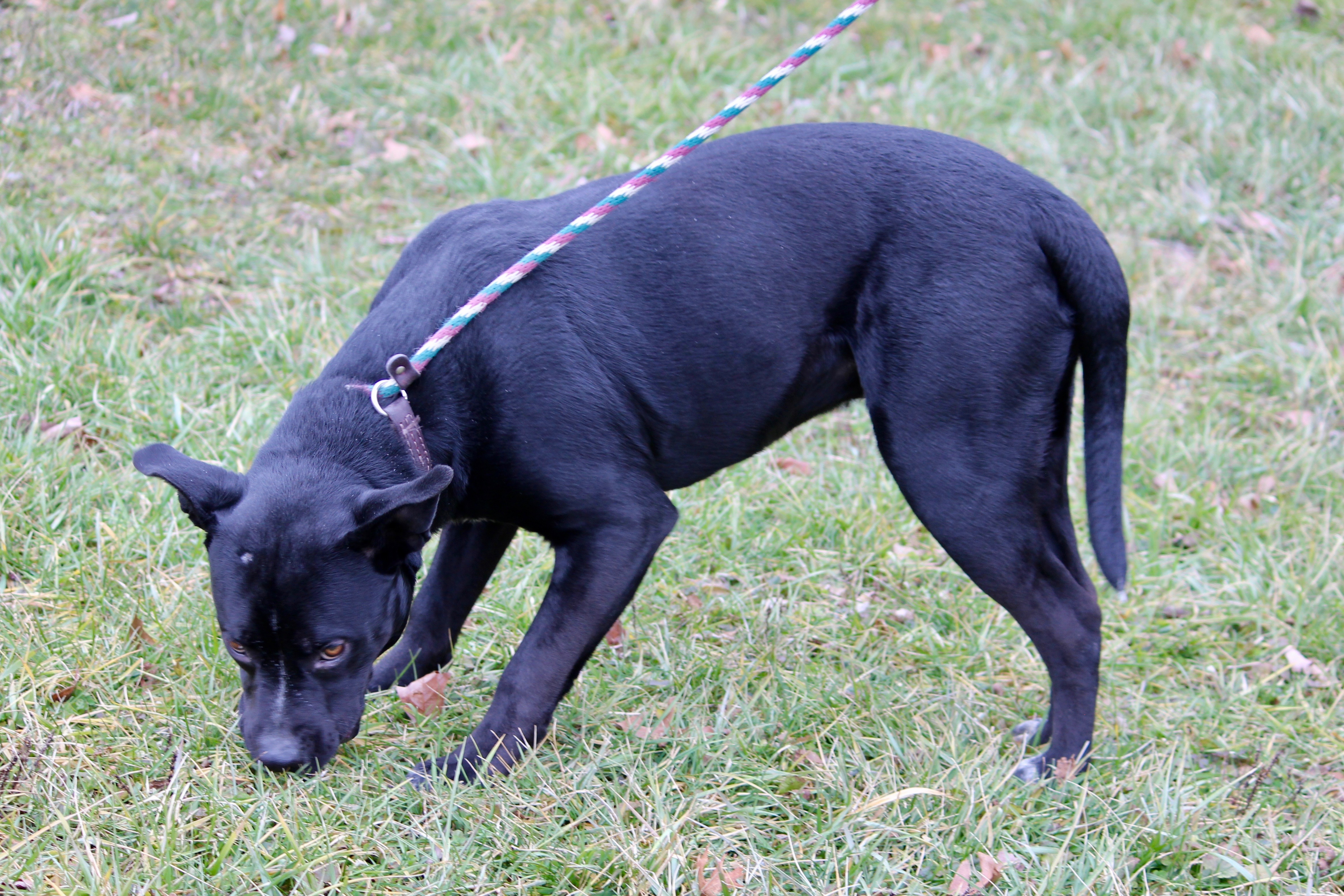 MIDNIGHT, an adoptable Terrier in Brazil, IN, 47834 | Photo Image 5