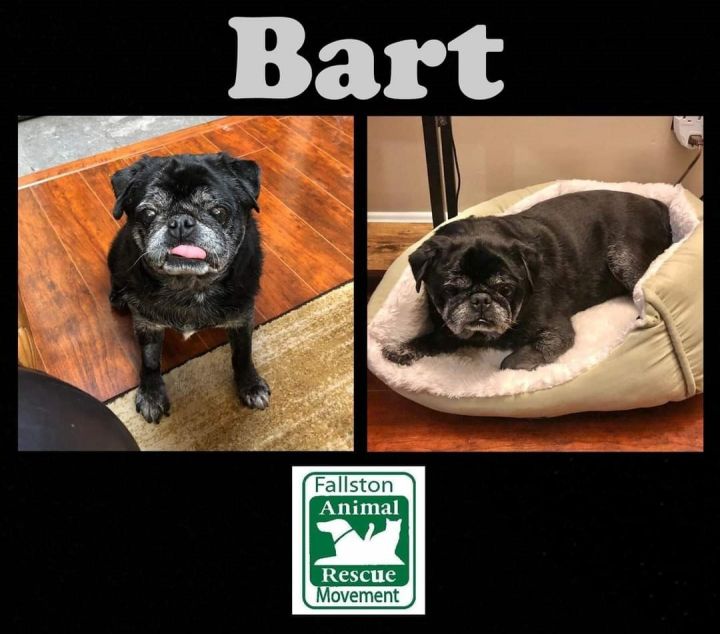 Bart, an adopted Pug in Fallston, MD_image-1