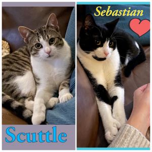 Sebastian the Polydactyl and Scuttle the Snugglebug!