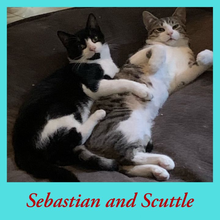 Sebastian the Polydactyl and Scuttle the Snugglebug! 4