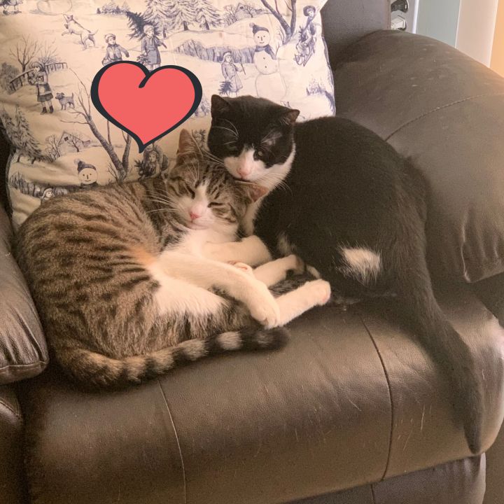 Sebastian the Polydactyl and Scuttle the Snugglebug!, an adopted Extra-Toes Cat / Hemingway Polydactyl & Domestic Short Hair Mix in Port Chester, NY_image-5