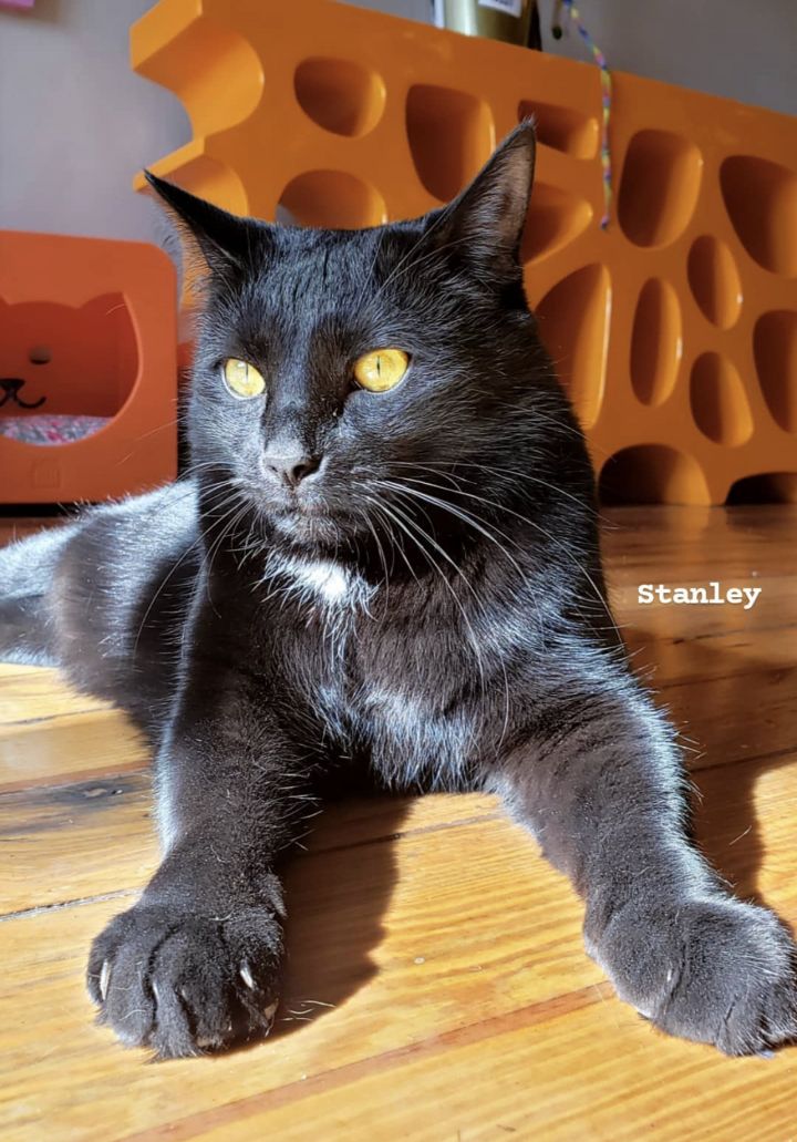 Stanley 3