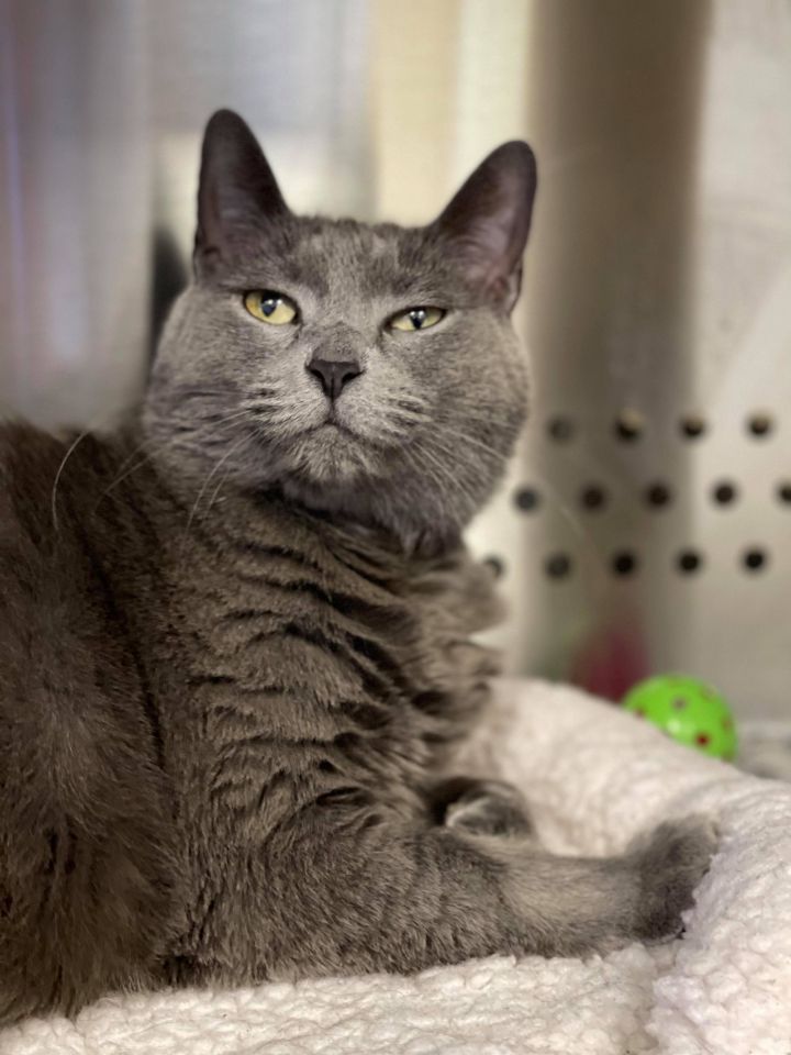 Stuffing, an adopted Russian Blue & Domestic Short Hair Mix in Baldwin, MD_image-4