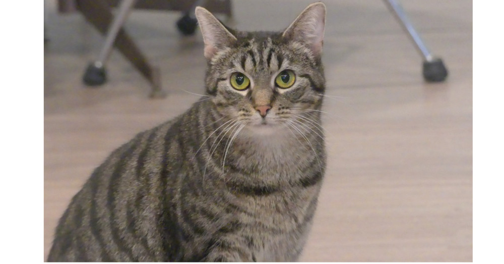 Gracie, an adoptable Domestic Short Hair in New Cumberland, WV, 26047 | Photo Image 2