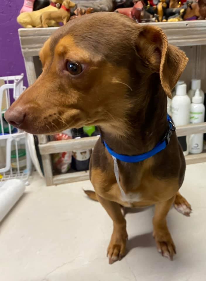 Dog For Adoption Little Dude A Chiweenie Dachshund Mix In Royse City Tx Petfinder