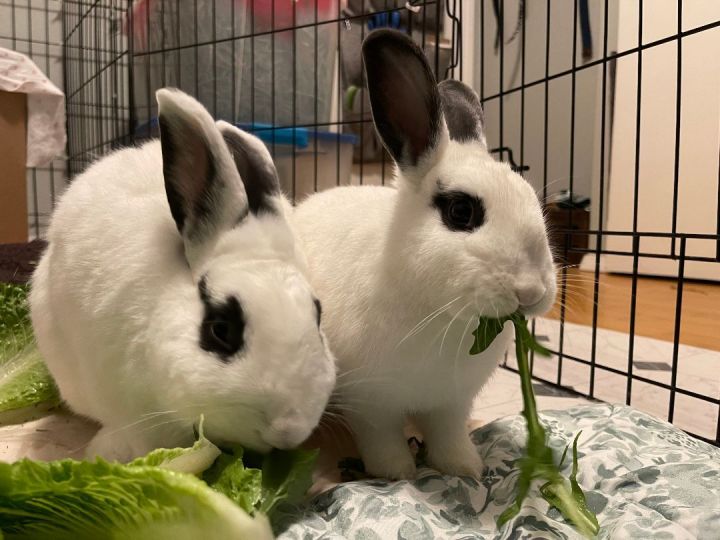 Bonnie & Clyde, an adopted Mini Rex Mix in Seattle, WA_image-2